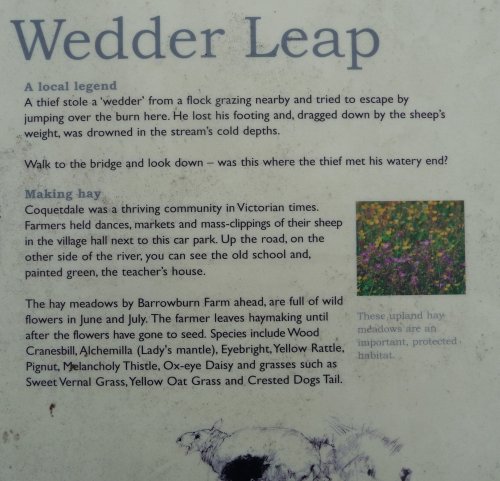 Wedder Leap