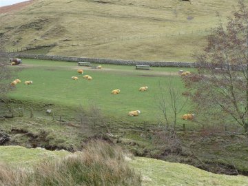 Tups