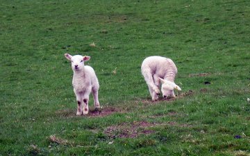 Holwick lambs