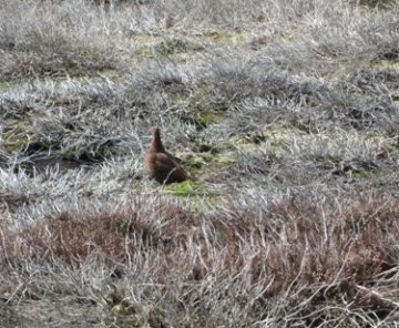 Grouse