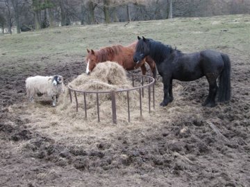 Animals