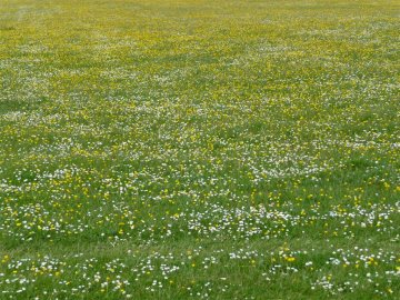 meadow
