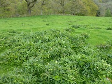 Greenery