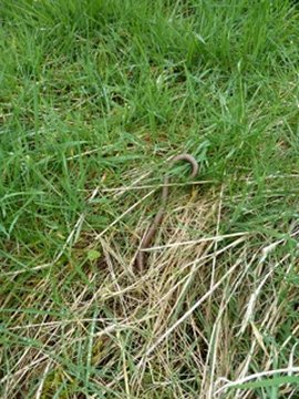 Slow worm