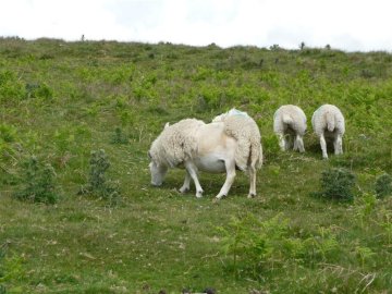 Poodle sheep