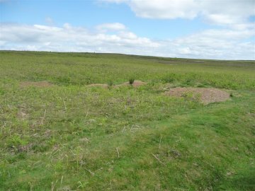 Badger sett