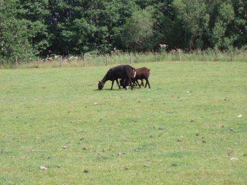 Black sheep