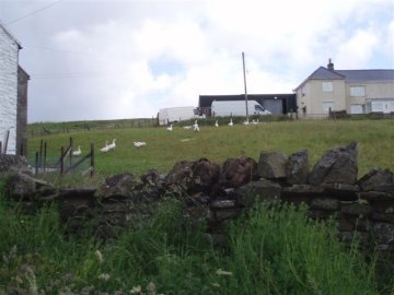 geese