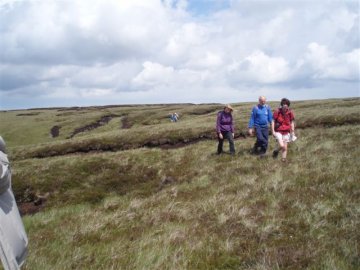 moorland