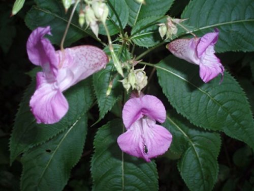 wildflowers