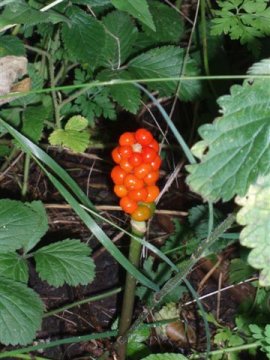 berries