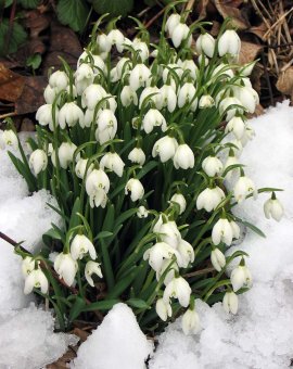 Snowdrops