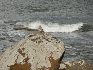 wheatear