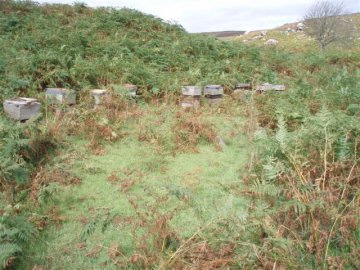 Beehives