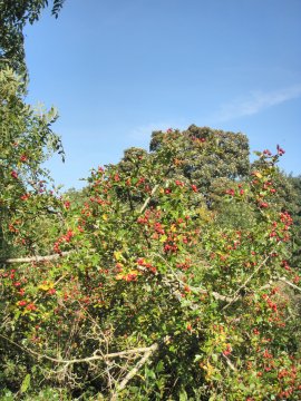 Berries