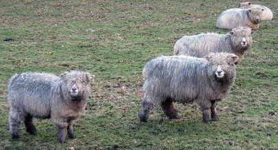 Ryeland Sheep