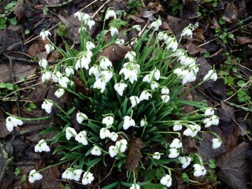 snowdrops