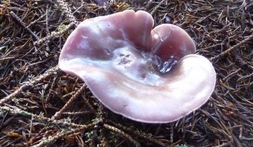 Fungus