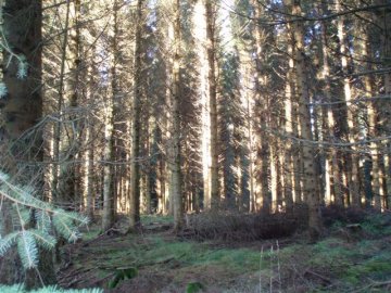 Trees
