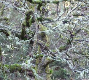 Mossy