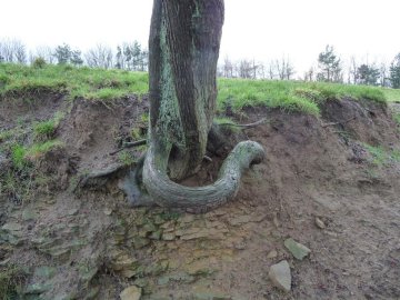 Branch or root