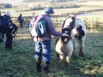 ponies