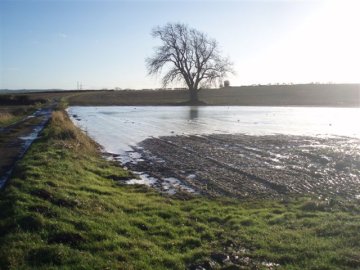 fields