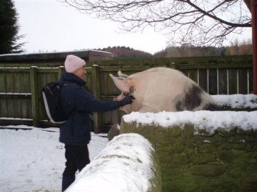 Sandy and pig
