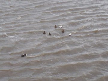 ducks 2