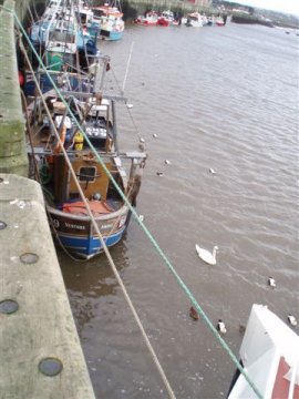 swan and boats