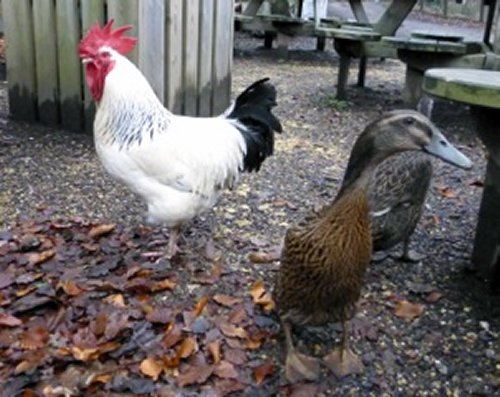 birds