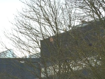 kestrel