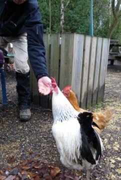 hens