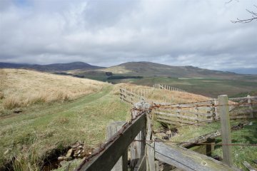cheviots
