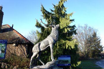 stag