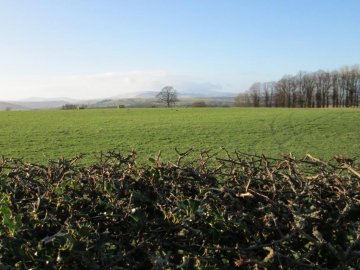 cheviots