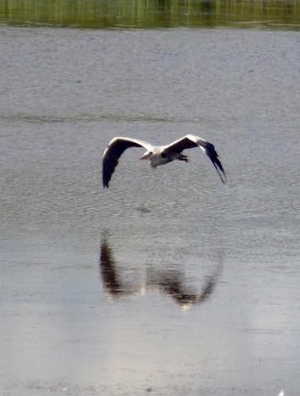 heron