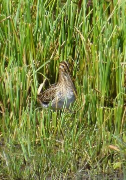 snipe