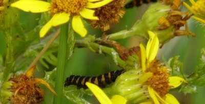 caterpillar