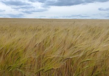 crops