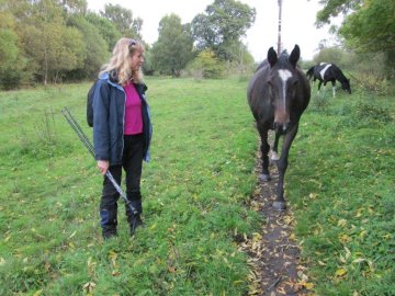 horse