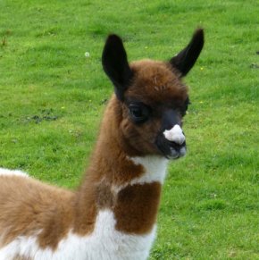 llama
