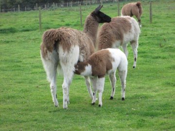 llamas