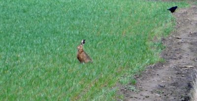 hare