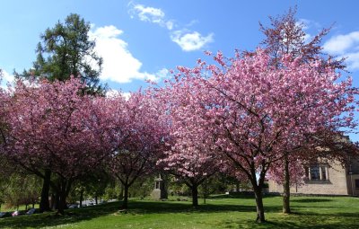 trees