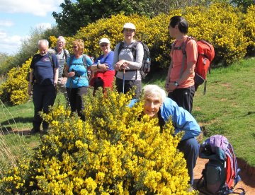 gorse
