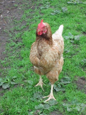hen