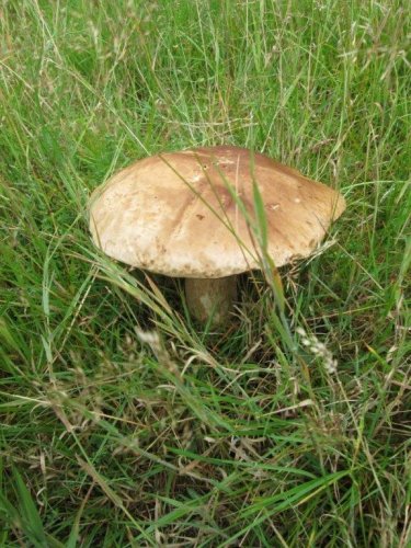 mushroom