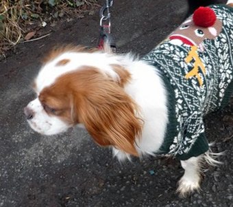 spaniel