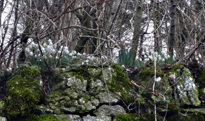 snowdrops